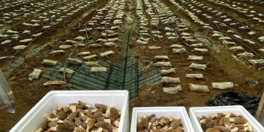 Talebi fazla ürünü seraya taşıdı: Deneme üretiminde 900 kg ürün aldı 1
